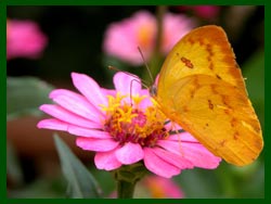 Butterfly at the Boat Landing Guest House in Luang Namtha