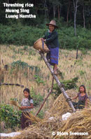 Threshing rice Muang Sing, Luang Namtha 