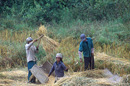 Akha people harvesting rice, Muang Sing district, Luang Namtha