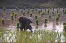 Rice planting, Outside Vientiane, VIENTIANE