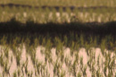 Newly planted rice fields, Outside Vientiane, VIENTIANE