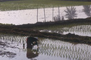 Rice planting, Outside Vientiane, VIENTIANE
