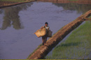  Rice planting, Outside Vientiane, VIENTIANE