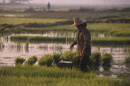 Rice planting, Outside Vientiane, VIENTIANE