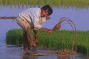  Rice planting, Outside Vientiane, VIENTIANE