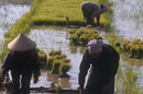  Rice planting, Outside Vientiane, VIENTIANE