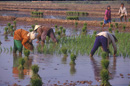  Rice planting, Outside Vientiane, VIENTIANE