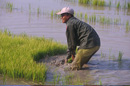 Rice planting, Outside Vientiane, VIENTIANE