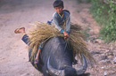 Lao boy on a water buffalo, Muang Sing , Luang Namtha