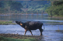 Water buffalo Vang Vieng, VIENTIANE