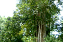  Vieng Phoukha, Luang Namtha