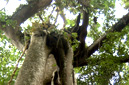 Strangler Fig
