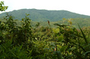 Phou Sam Yord, Luang Namtha