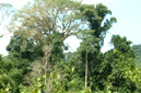 Forests in Vieng Phoukha, Luang Namtha
