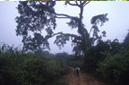 Giant tree Muang Sing District, LUANG NAM THA