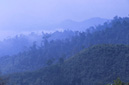 Misty forest Muang Sing District, LUANG NAM THA