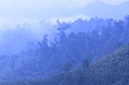 Misty forest Muang Sing District, LUANG NAM THA