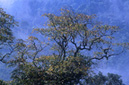 Misty forest Muang Sing District, LUANG NAM THA