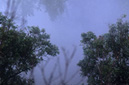 Misty forest Muang Sing District, LUANG NAM THA