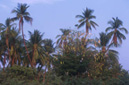 Palm trees, Don Kone Island, SII PAN DON