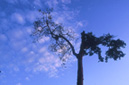 Giant tree Muang Sing District, LUANG NAM THA