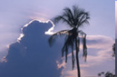 Cloud and palm tree Muang Sing District, LUANG NAM THA