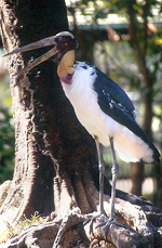 Lesser Adjutant Stork
