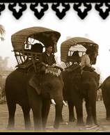 Elephant Festival