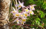 Discover the beauty of more than 335 species of orchids