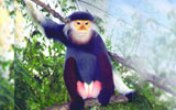 Support the conservation of Lao wildlife through tourism