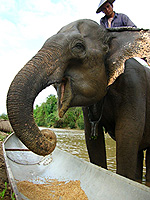 Elephant Prpject in Luang Prabang