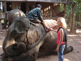 elephants sitting