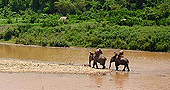 Elephant Park Project in Luang Prabang