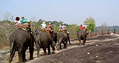 Elephant Riding